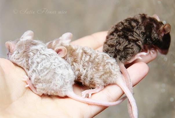 Крыса (64 фото): как выглядят породы домашних декоративных крыс? повадки ручной сатиновой крысы и других видов. интересные факты о крысках. как они видят?
