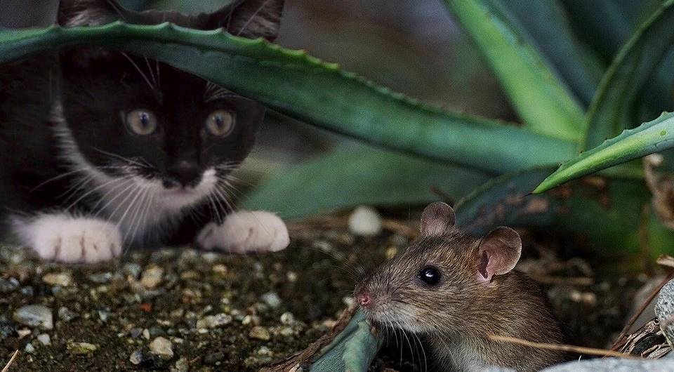 Чем питаются мыши