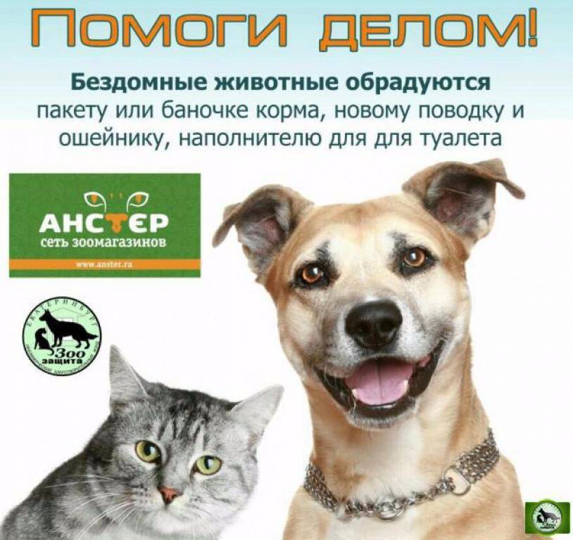 Акция «Месяц Микрочипирование» проводится в Великобритании