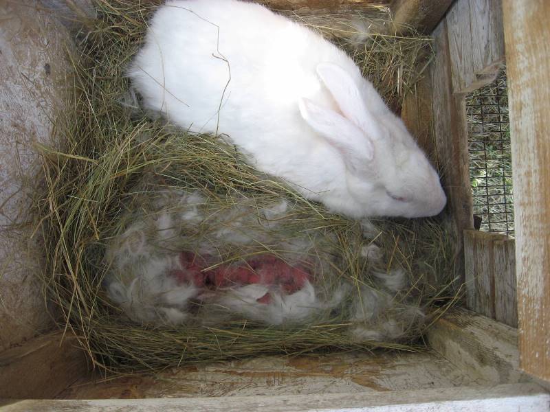 Новорождённые крольчата: внешний вид, уход, кормление, отсадка от крольчихи