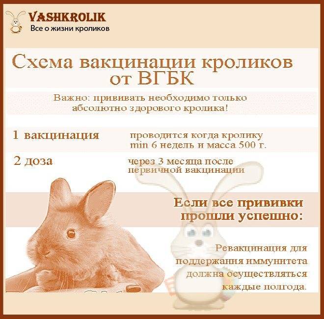 Прививки кроликам: какие и когда делать, схема вакцинации для начинающих