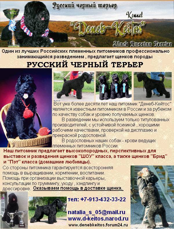 Как по-джентльменски выбрать щенка мопса - oozoo.ru