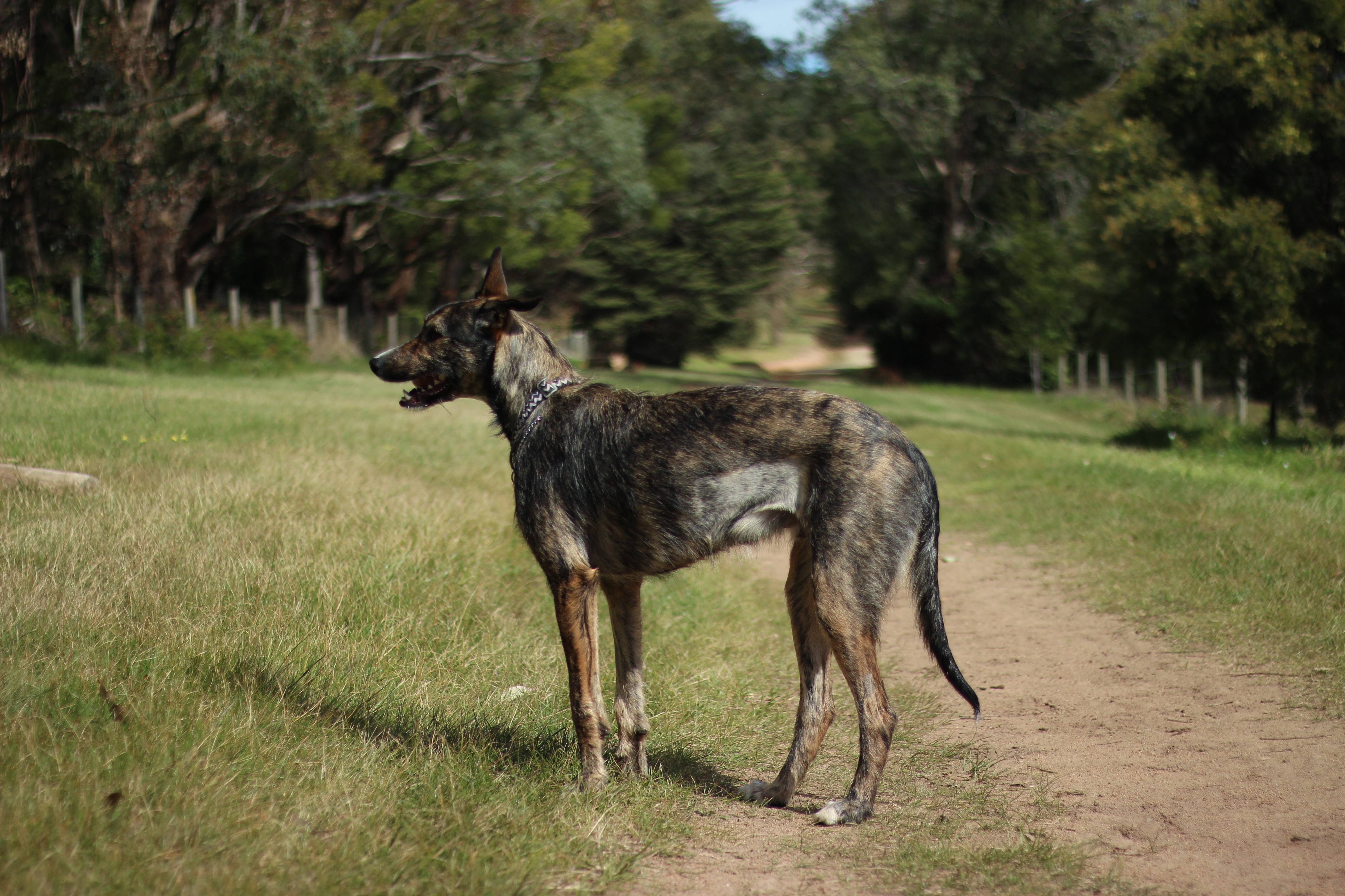 Овчарка  аусси и другие австралийские породы собак