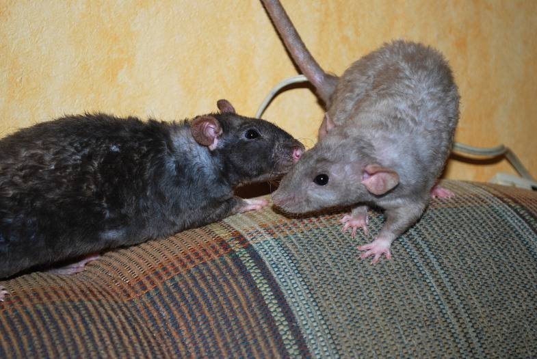 Крыса (64 фото): как выглядят породы домашних декоративных крыс? повадки ручной сатиновой крысы и других видов. интересные факты о крысках. как они видят?