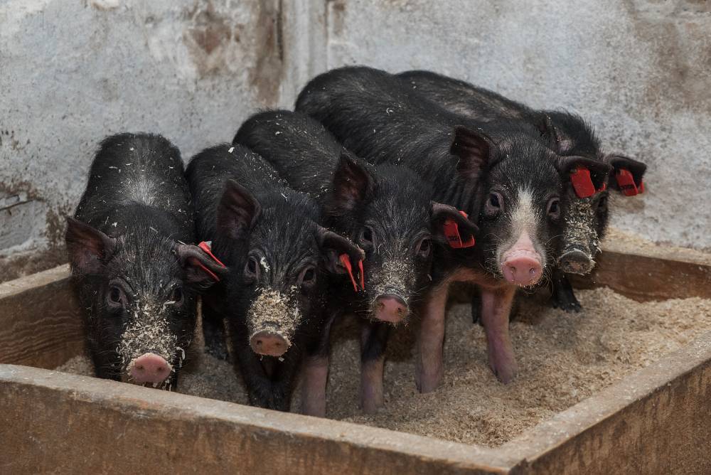 Разведение свиней в домашних условиях как малый бизнес