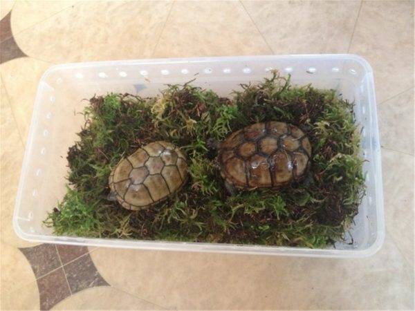 Спячка сухопутных черепах: условия успешной зимовки