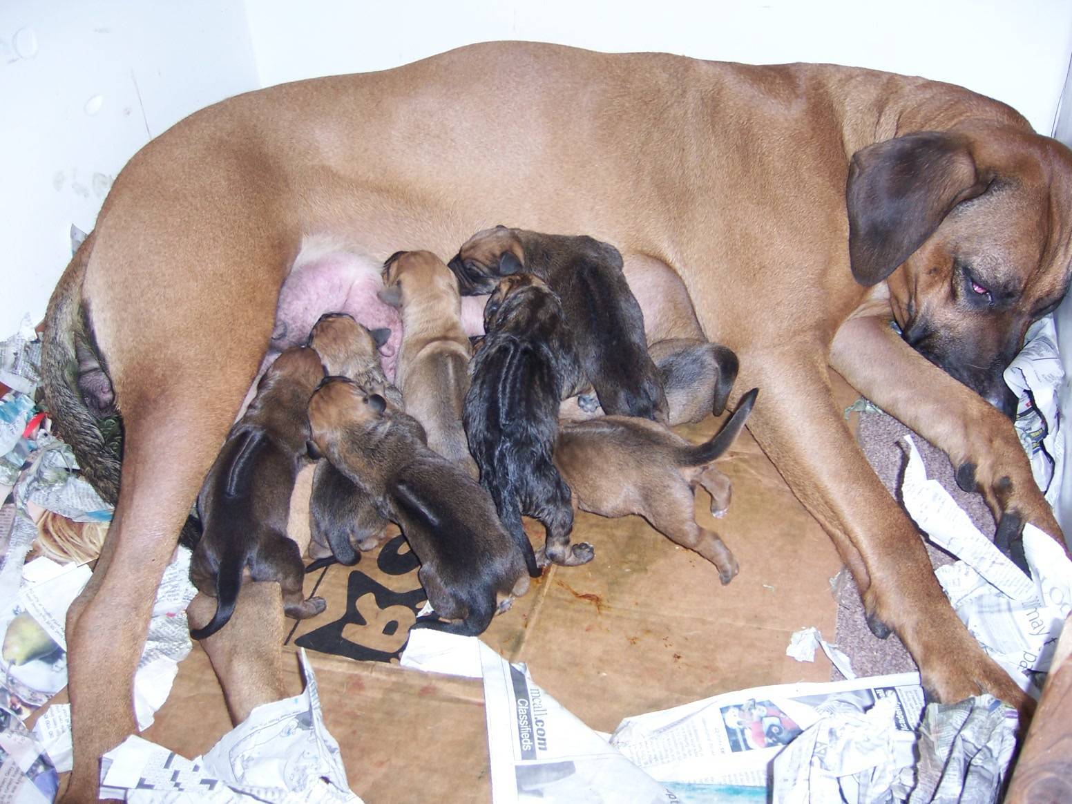 Сколько может длиться беременность у собак крупных и мелких пород?
