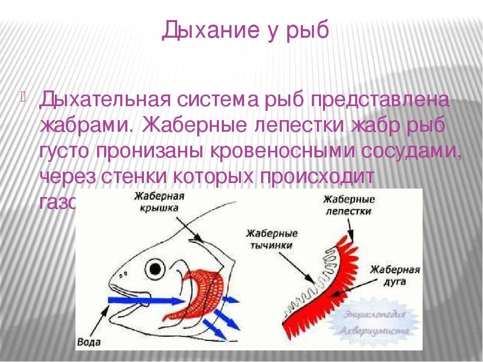 Какие системы органов у рыб. Дыхательная система рыб 7 класс органы. Строение дыхательной системы рыб. Дыхательная система рыб жабры. Дыхательная система рыб 7 класс биология.