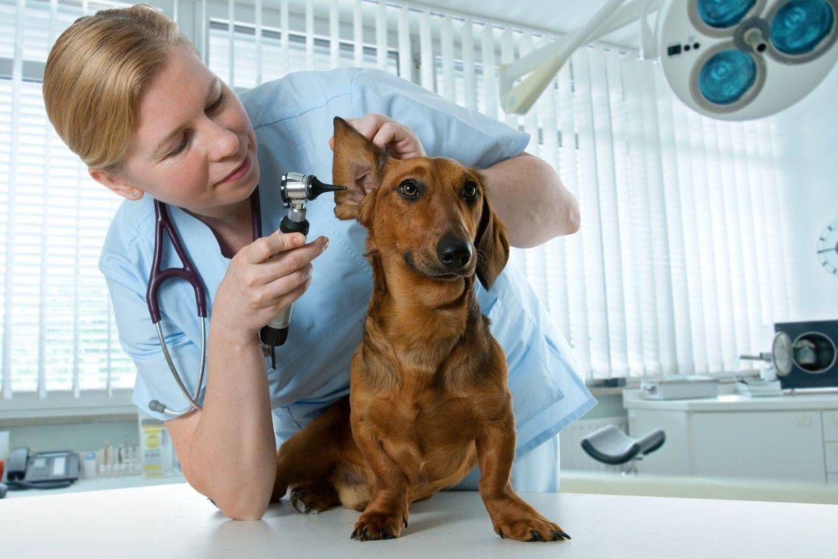 Собаки умеют лечить людей — статьи и полезные материалы от narmed.ru
