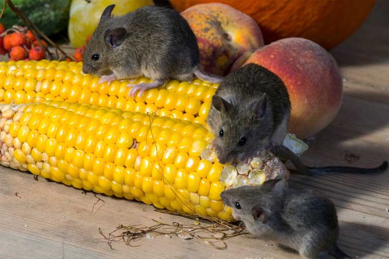 Что едят белые мышки