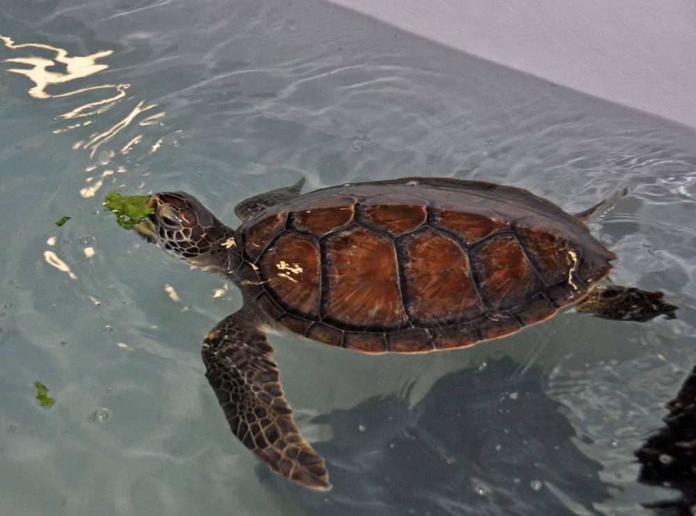 Могут ли плавать сухопутные черепахи?