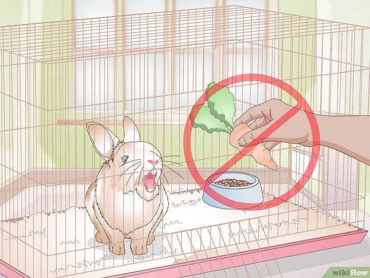 Почему кролик грызёт клетку, что делать и как отучить?