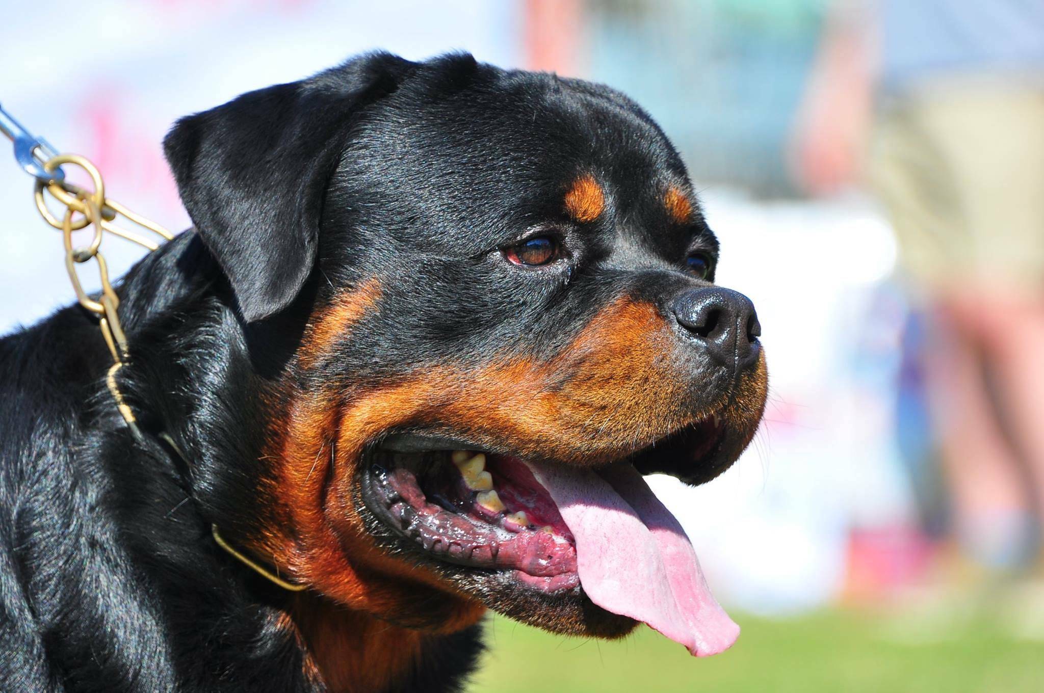 Rottweiler clipped ears - 🧡 Неактивно.