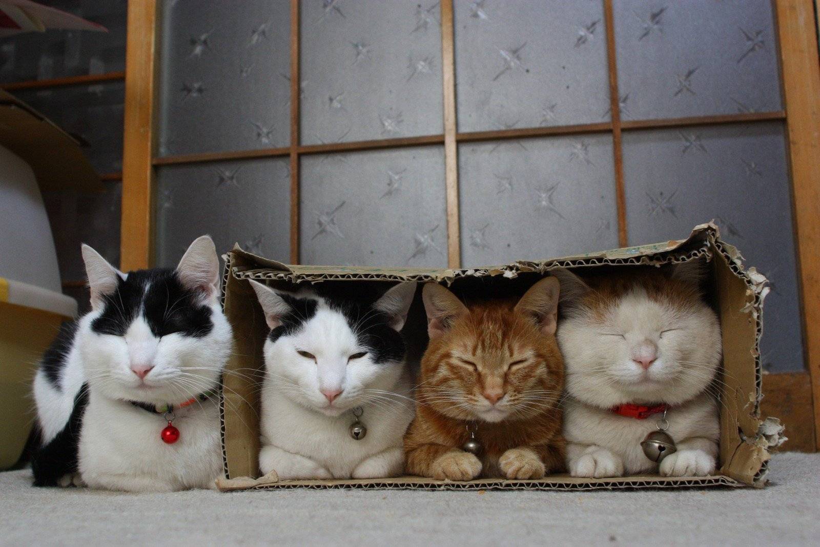 Кошки сидят в коробках и грызут пакеты - основные причины такого поведения.