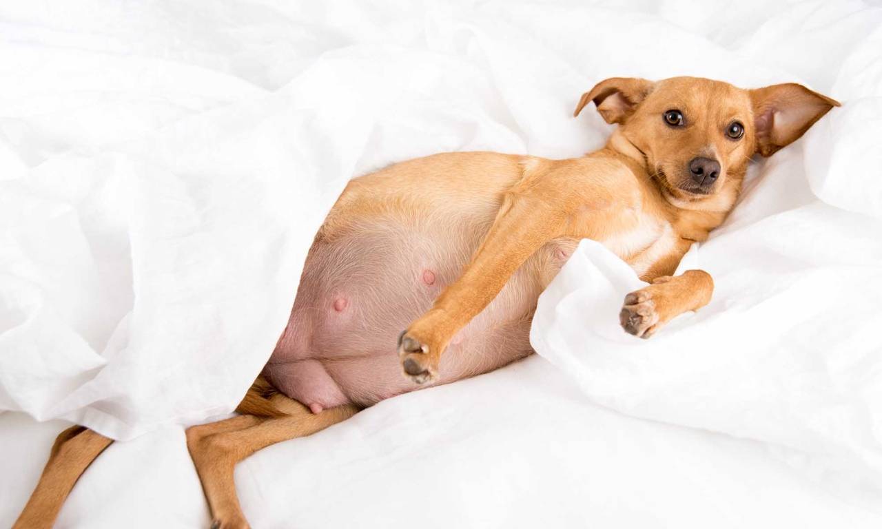 Почему возникает ложная беременность у собак
