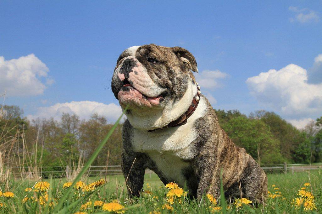 Английский бульдог - описание породы и характер, сколько живут собаки