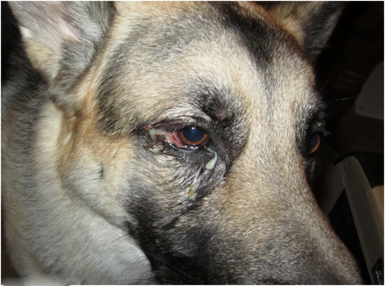 Глазные болезни у собак