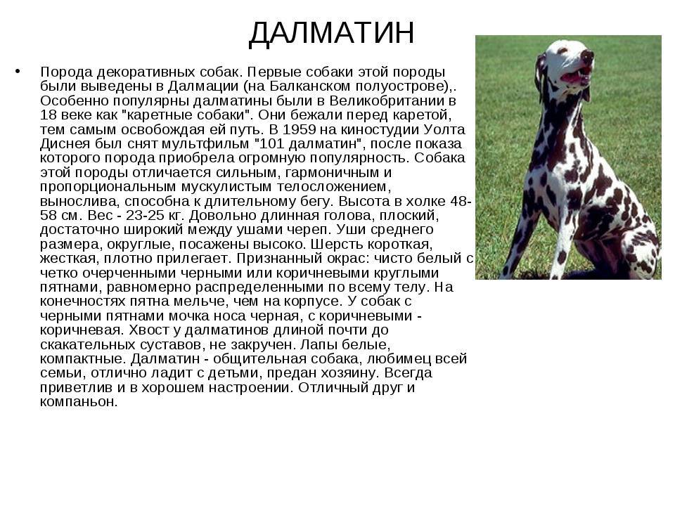 История происхождения, внешность и отличительные характеристики собаки прайтер