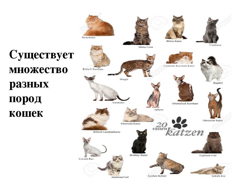 Породы кошек количество