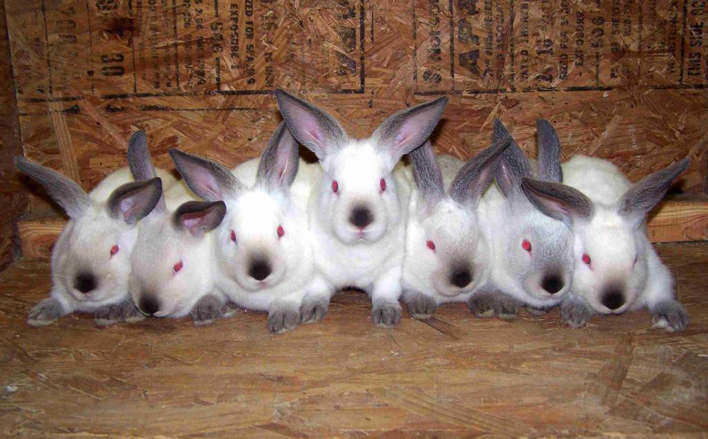 Кролики мясных пород: топ 10 лучших для разведения в домашних условиях