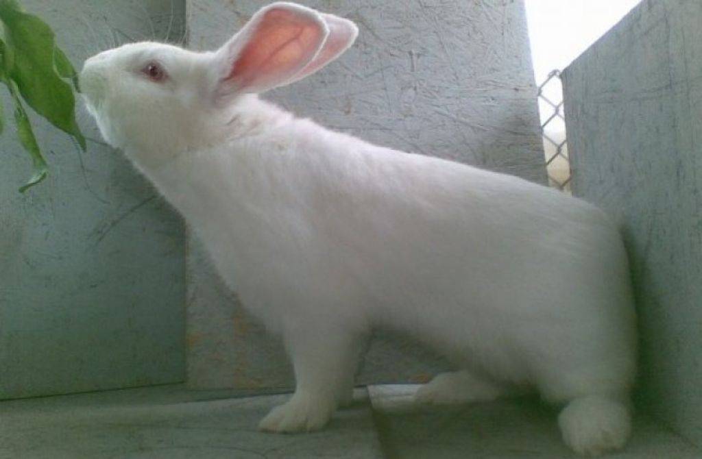 Кролик «белый великан»