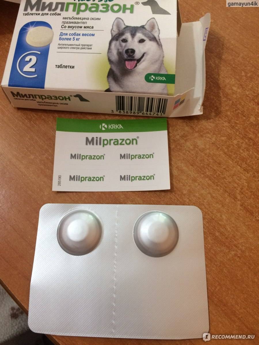 Милпразон для собак – препарат против гельминтоза