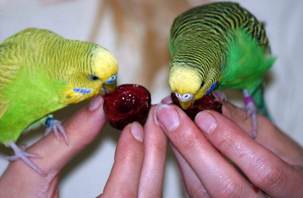 Какие фрукты можно давать волнистым попугаям: едят ли птицы яблоки, гранат, груши, виноград, киви, арбуз, дыню