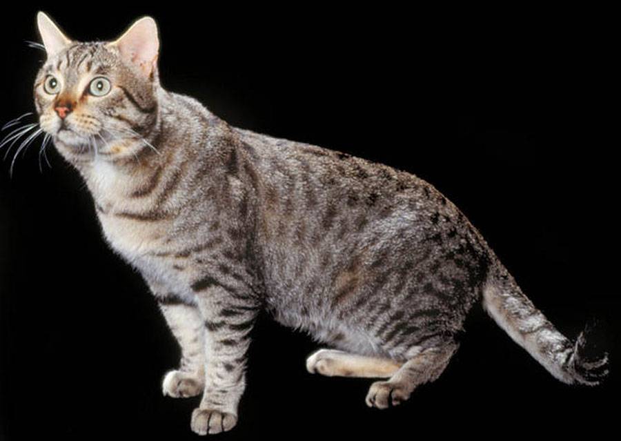 Калифорнийская сияющая кошка: фото и описание породы