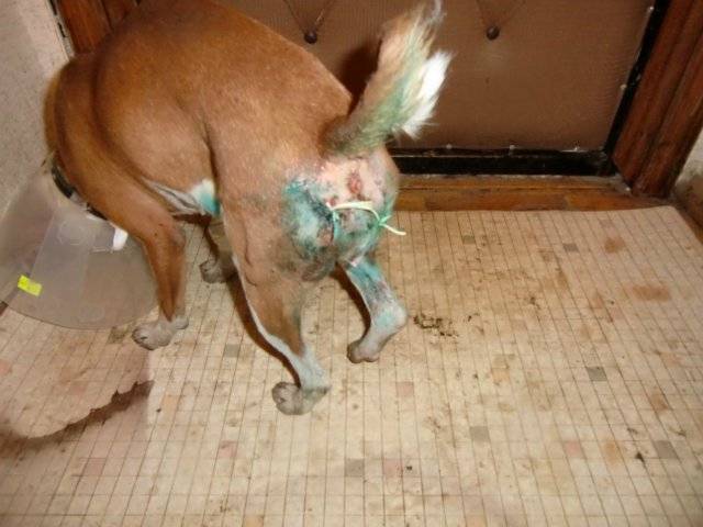 Кровь в кале у собаки: причины и лечение — от ветеринара