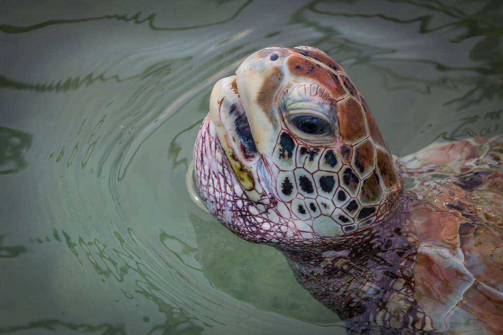 Как и чем дышат черепахи под водой и на суше, органы дыхания морских и сухопутных черепах