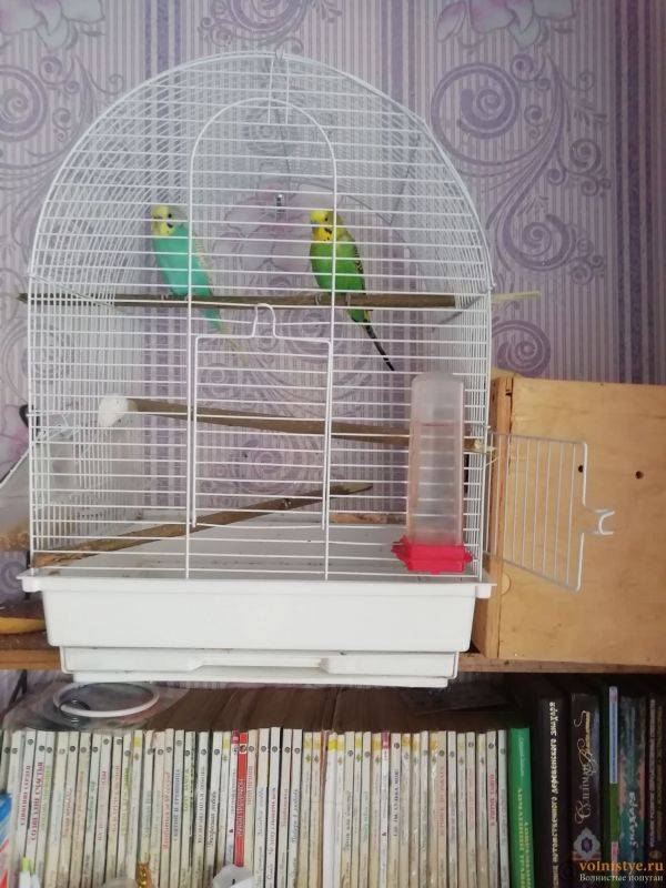Волнистый попугай в домашних условиях