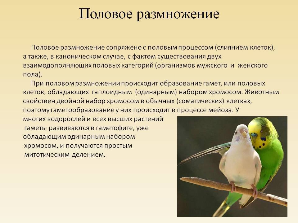 Уход и содержание попугаев неразлучников
