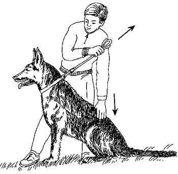 Как научить собаку команде «рядом» при выгуливание на поводке? - petstory