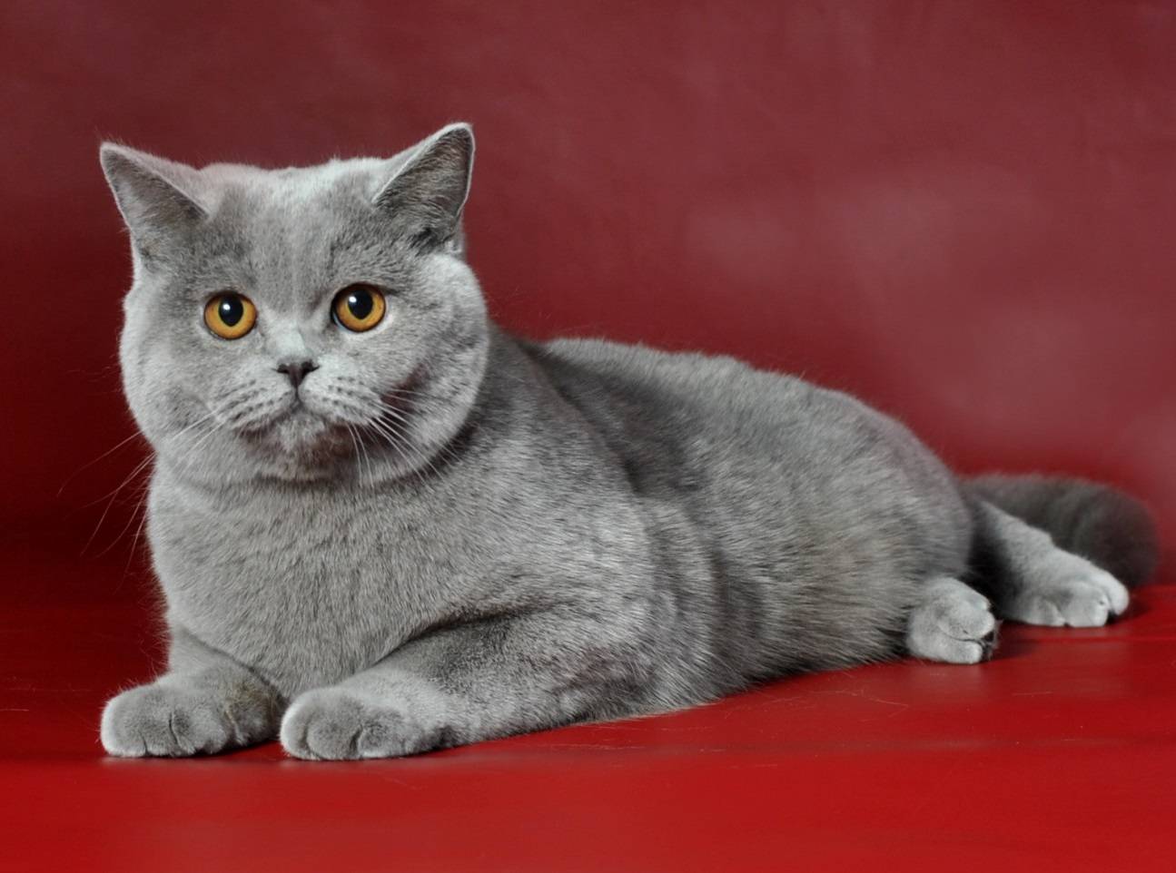 Британская кошка - 84 фото истинных леди и джентльменов