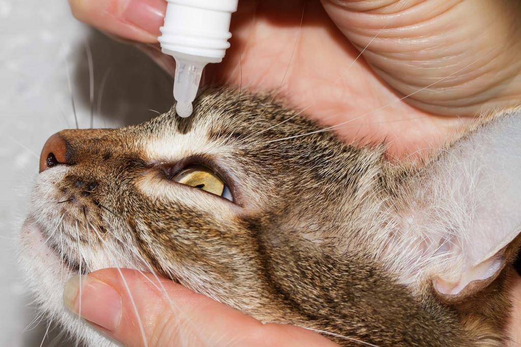 Три вида ринита у кроликов — лечение и профилактика