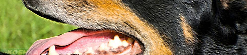 Почему у собаки воняет рот