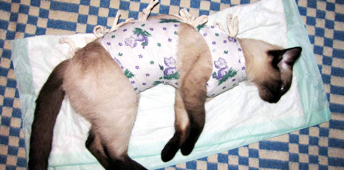 Попона для кошки после стерилизации