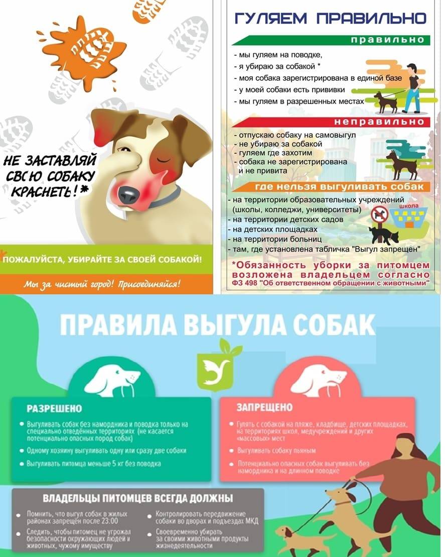 ᐉ правила выгула крупных собак - ➡ motildazoo.ru