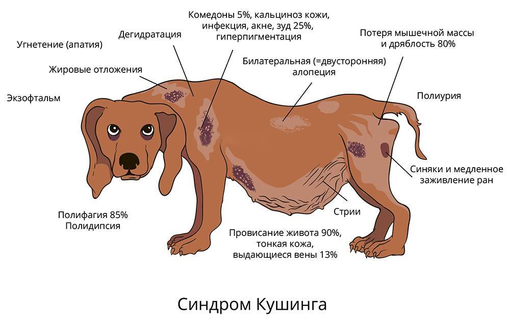 Заболевания половой системы у собак