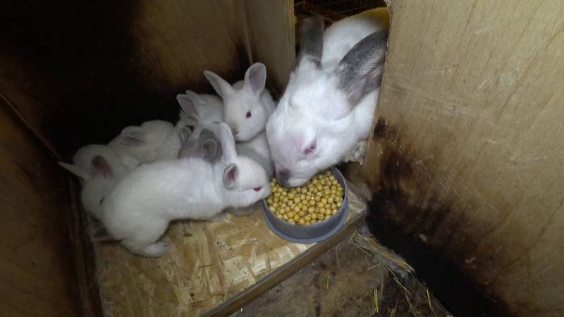 Чем кормить крольчиху после окрола чтобы было больше молока
