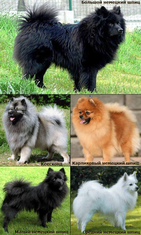 Шпицеобразные, примитивные собаки: описание, популярные породы