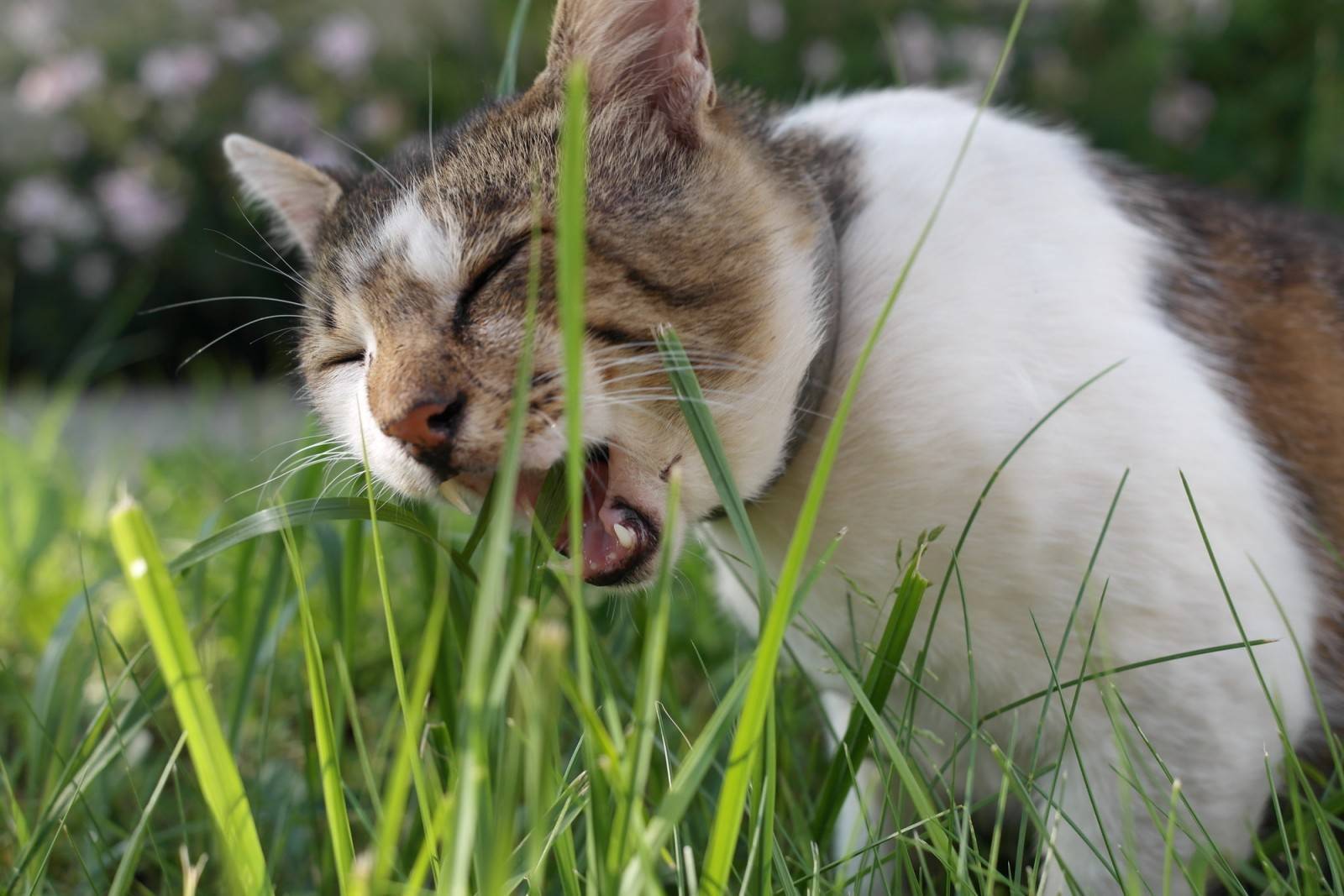 Кот не ест траву для кошек