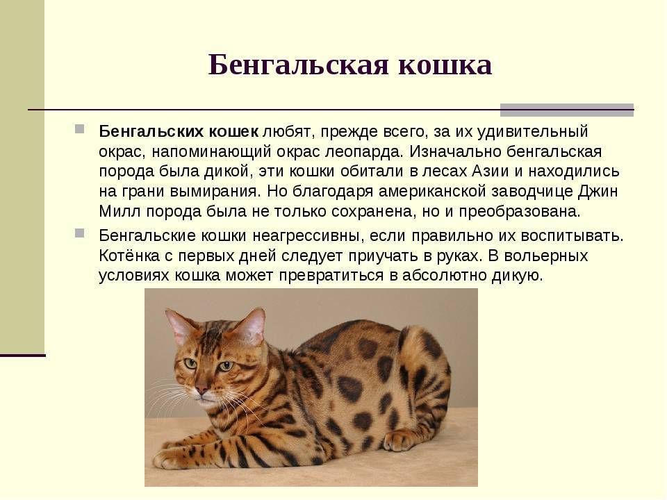Серенгети кошка характеристика породы, фото, характер, правила ухода и содержания - petstory