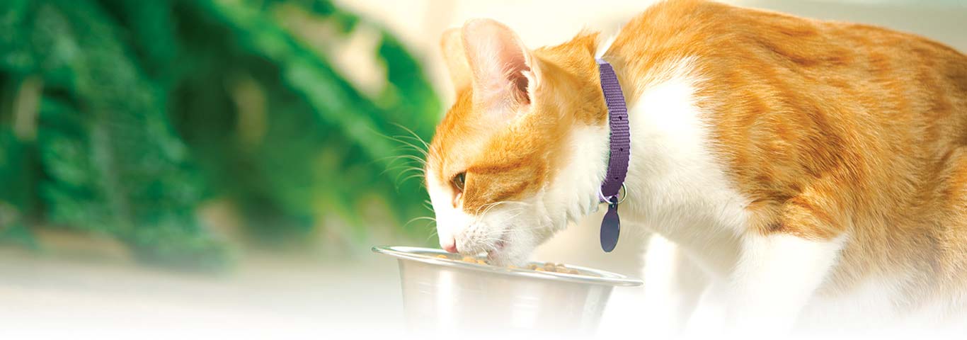 Кошки, аллергия у кошек, признаки заболевания и способы лечения