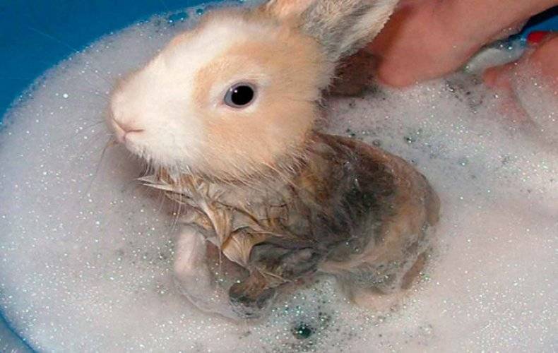 Можно ли купать кролика декоративного в домашних условиях