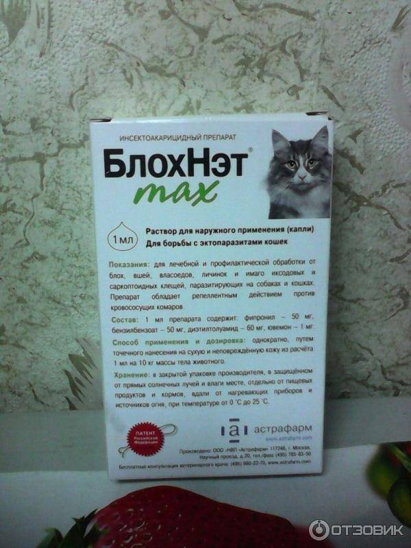 Народные средства от блох у кошек: как избавиться от паразитов в домашних условиях, эффективность нетрадиционных методик, рецепты и отзывы