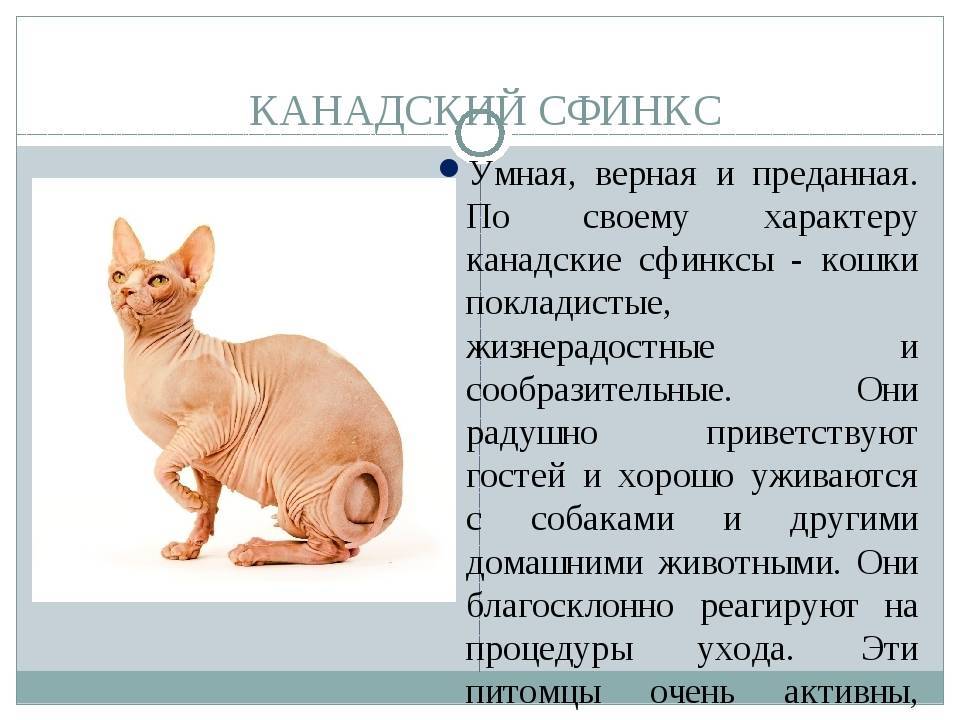 Порода кошек петерболд (кошка сфинкс)