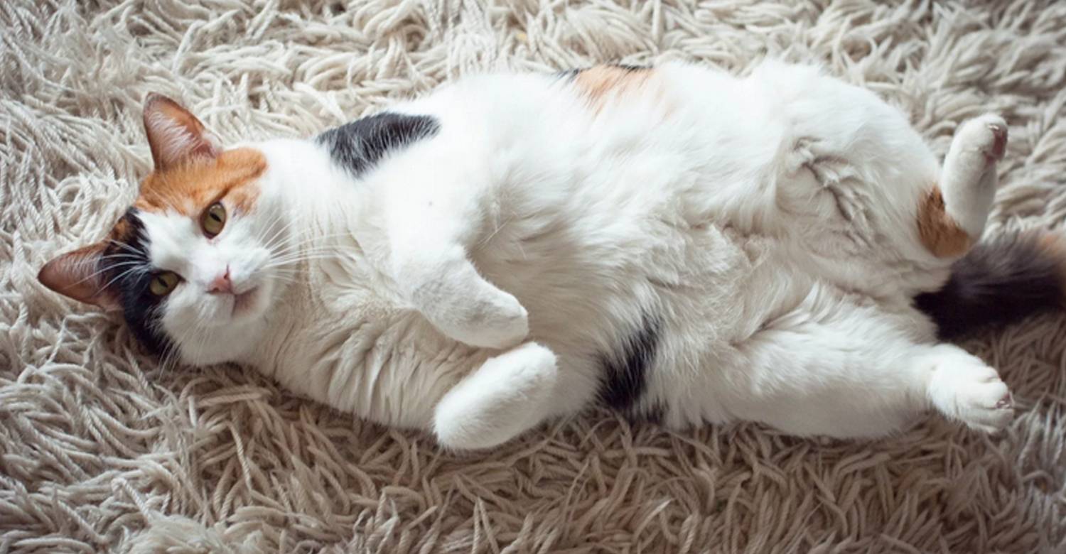 Почему кошка спит на спине: топ-8 причин