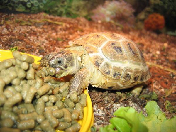 Черепахи уход и содержание в домашних условиях