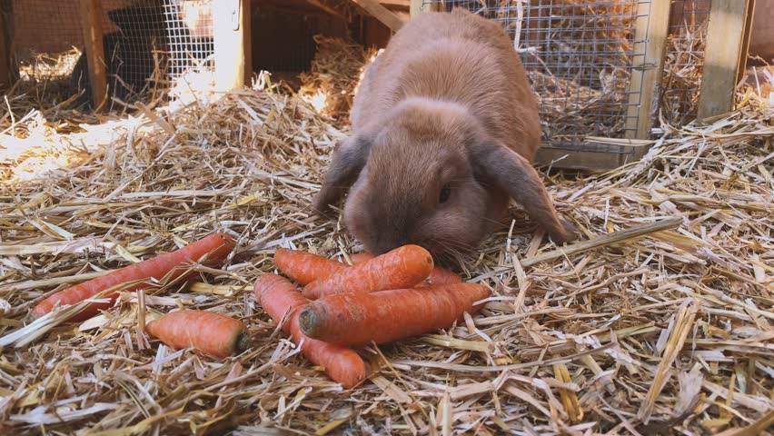 Можно ли кроликам свежую и квашеную морковь